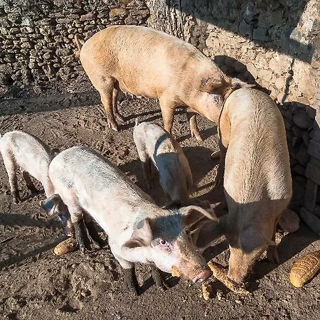 Pyrgos Petropoulaki 4* Mavrovouni (Laconia)